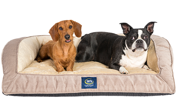 Serta orthopedic top dog couch